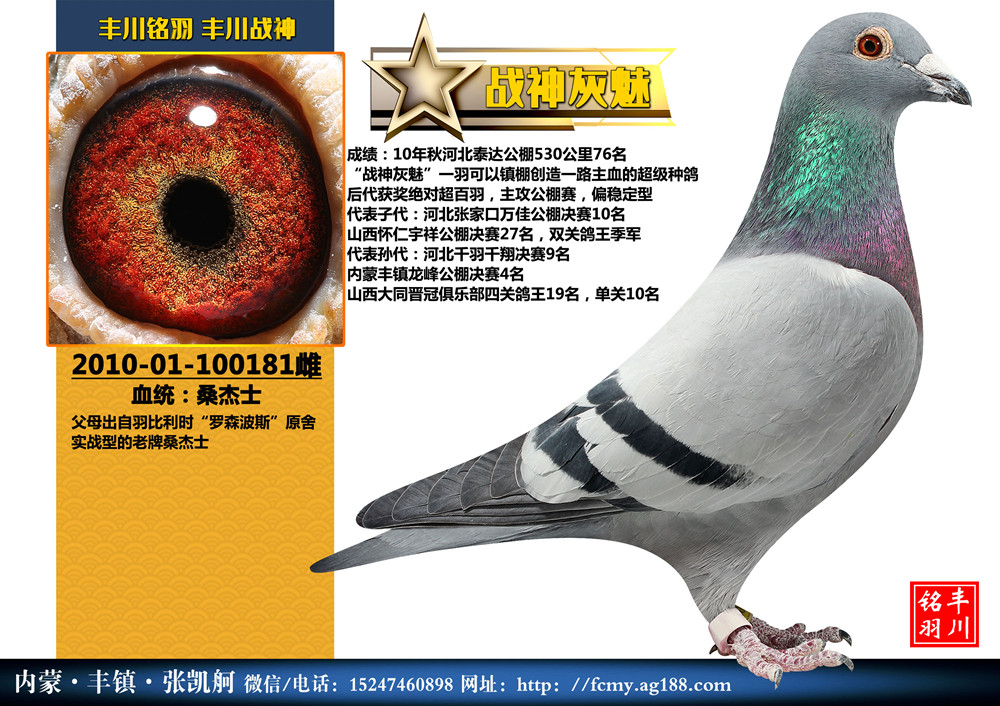 信鸽在线拍卖平台 - 中国信鸽信息网