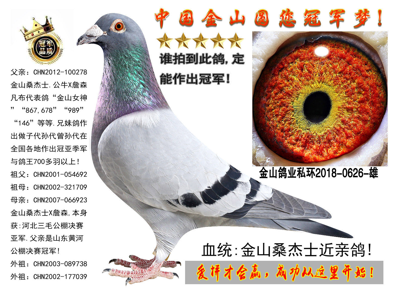 中国金山鸽业 - 中信网铭鸽展厅 www.ag188.com