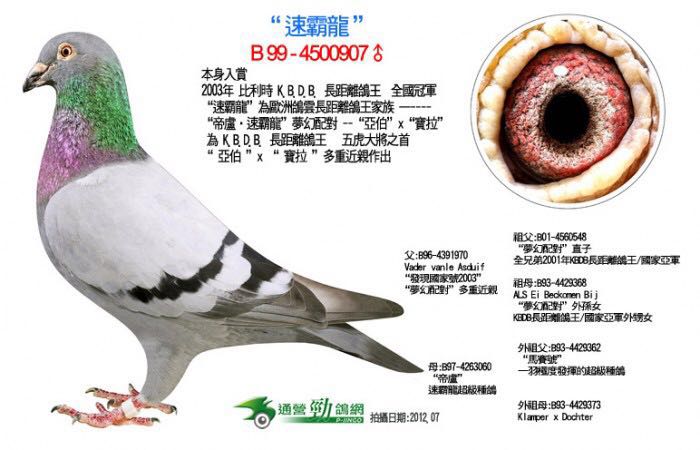 信鸽在线拍卖平台 - 中国信鸽信息网