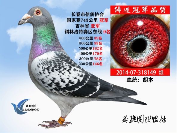 信鸽在线拍卖平台 中国信鸽信息网