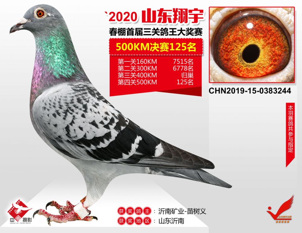 山东翔宇春棚决赛200名 - 信鸽现场拍卖平台 - 中国