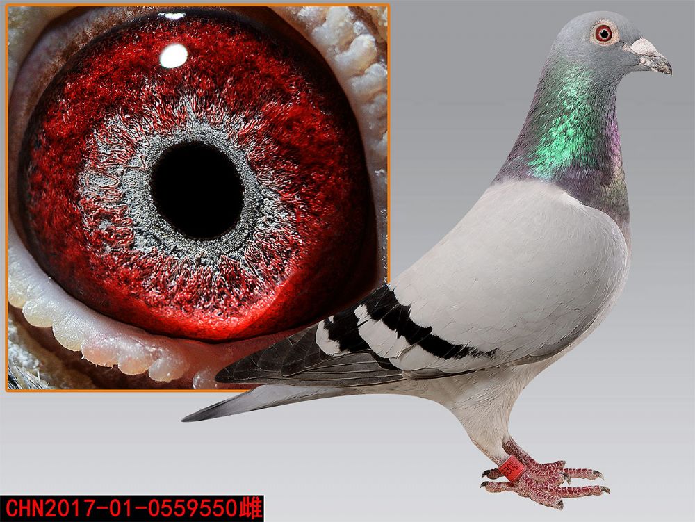 >> 查看拍卖商品