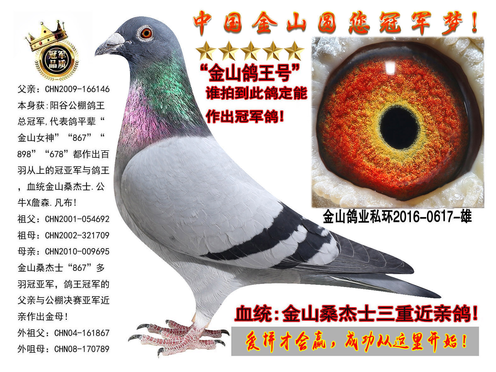中国金山鸽业 - 中信网铭鸽展厅 www.ag188.com