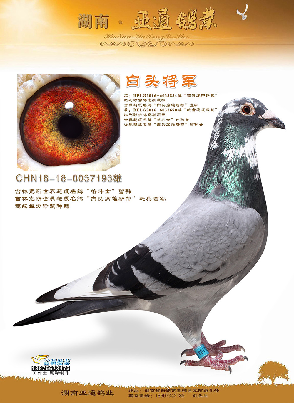 信鸽在线拍卖平台 - 中国信鸽信息网