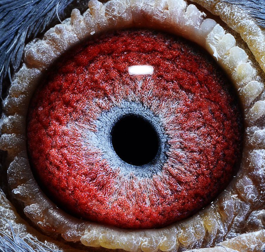 眼睛
