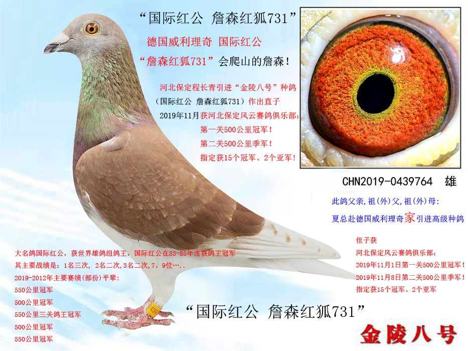 金陵八号鸽业 - 中信网铭鸽展厅 www.ag188.com