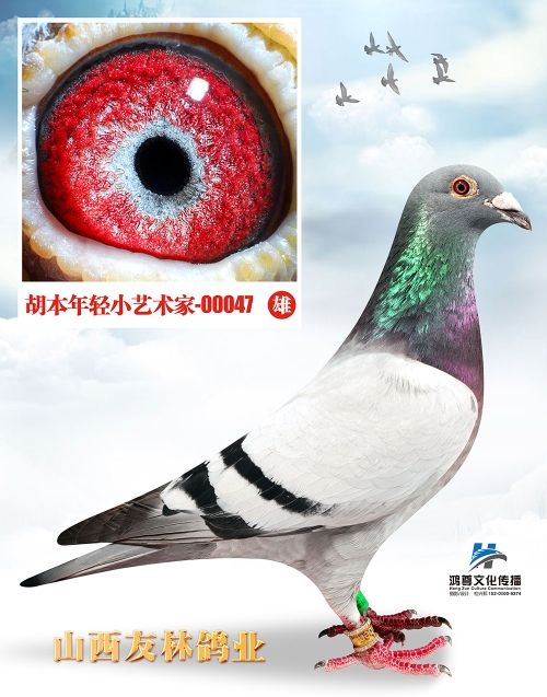 山西友林鸽业 - 中信网铭鸽展厅 www.ag188.com