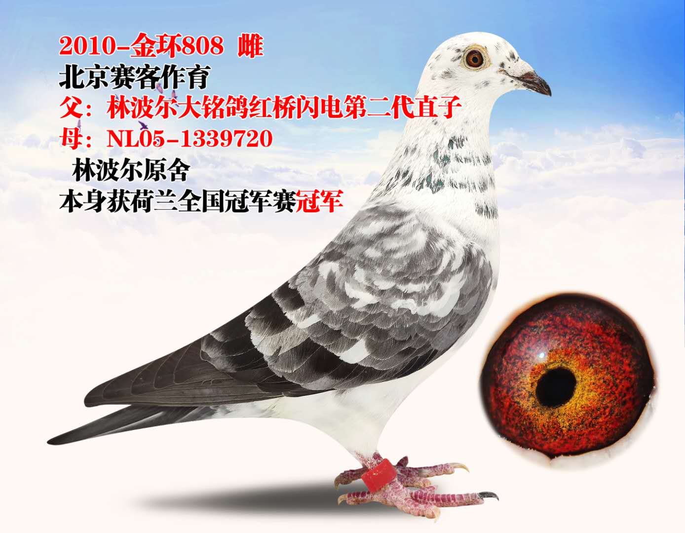 【代友清棚拍卖 所拍种鸽 全部保证正常作育】
