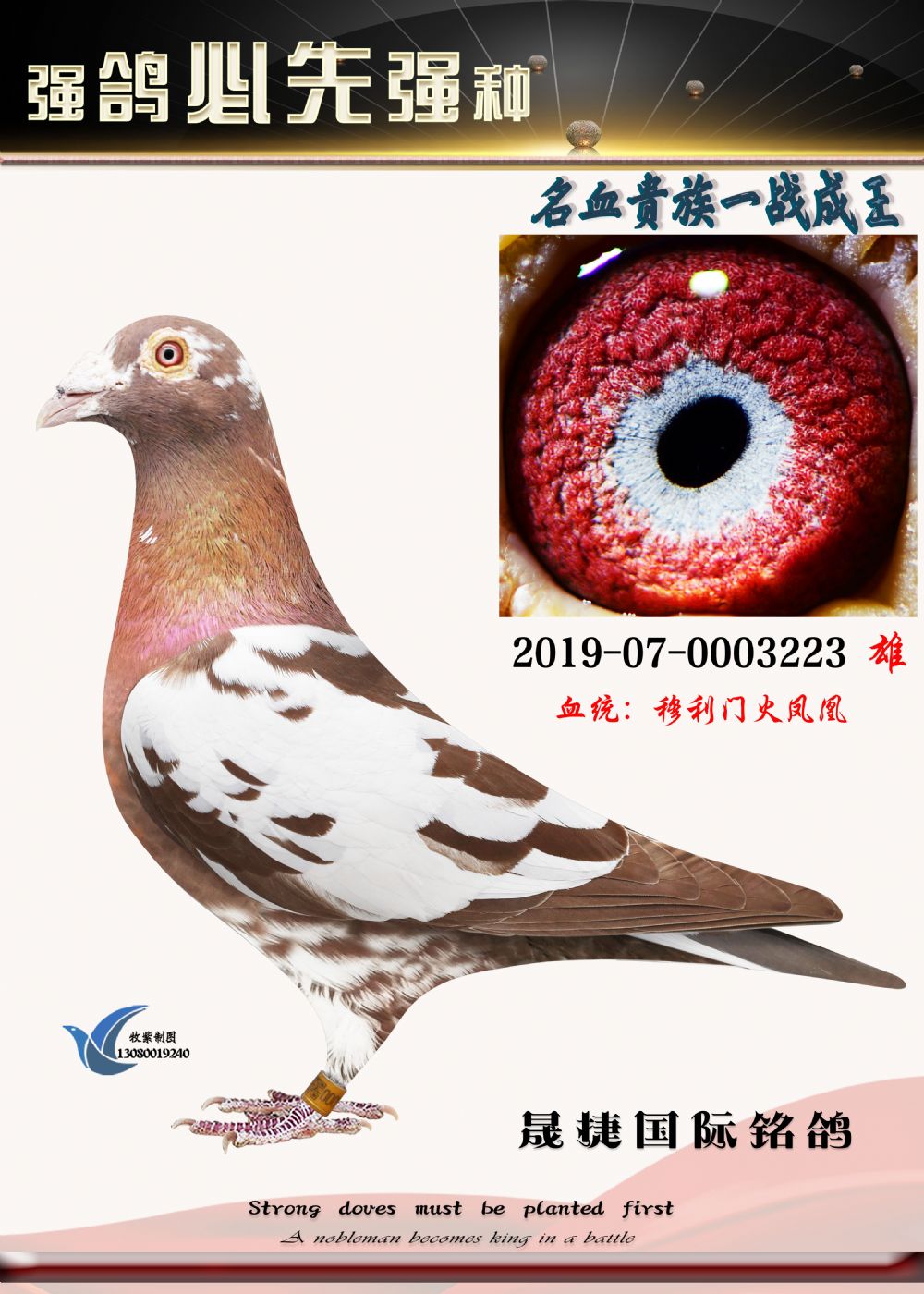信鸽在线拍卖平台 - 中国信鸽信息网