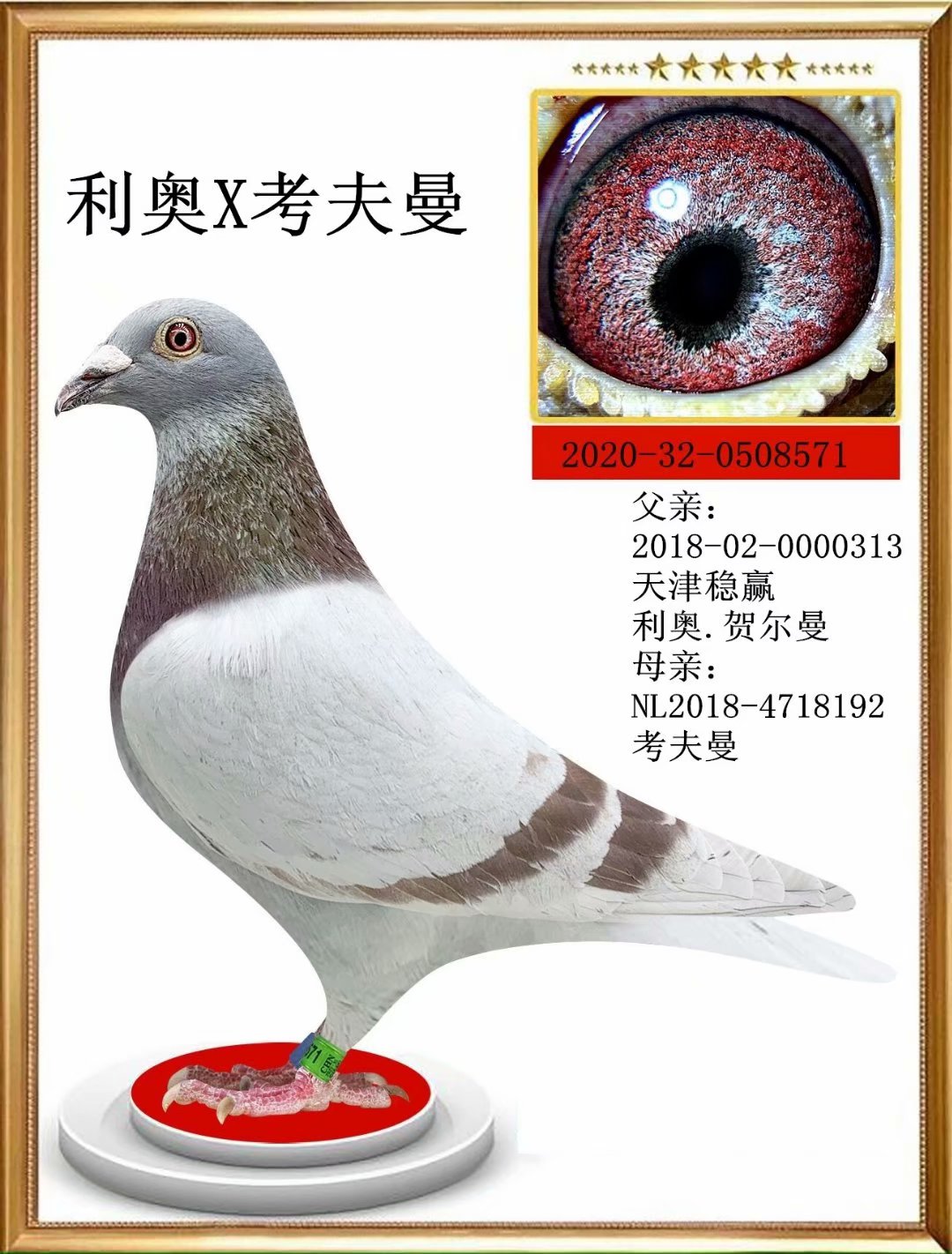 信鸽在线拍卖平台 - 中国信鸽信息网