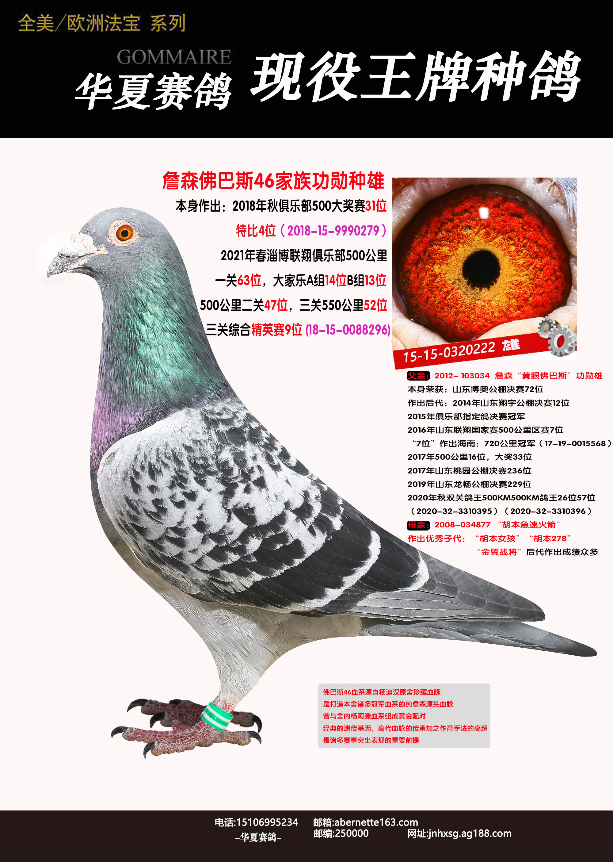 信鸽在线拍卖平台 - 中国信鸽信息网