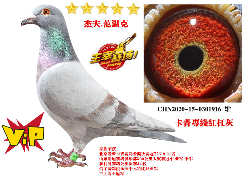 信鸽在线拍卖平台 中国信鸽信息网
