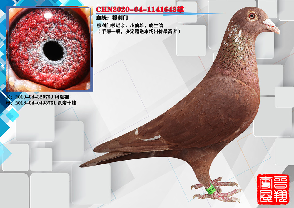 信鸽在线拍卖平台 - 中国信鸽信息网