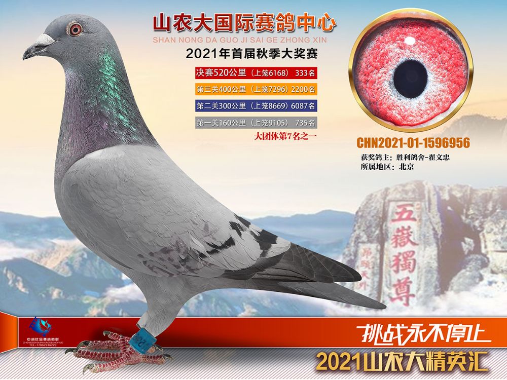 山农大决赛312名 - 信鸽现场拍卖平台 - 中国信鸽信息