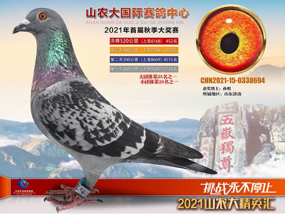 山农大决赛497名 - 信鸽现场拍卖平台 - 中国信鸽信息网