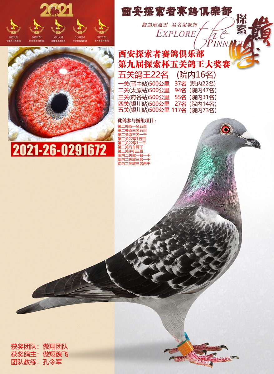 探索者五关鸽王冠军 - 信鸽现场拍卖平台 - 中国信鸽