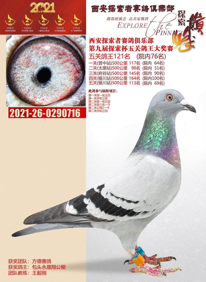 探索者五关鸽王冠军 - 信鸽现场拍卖平台 - 中国信鸽