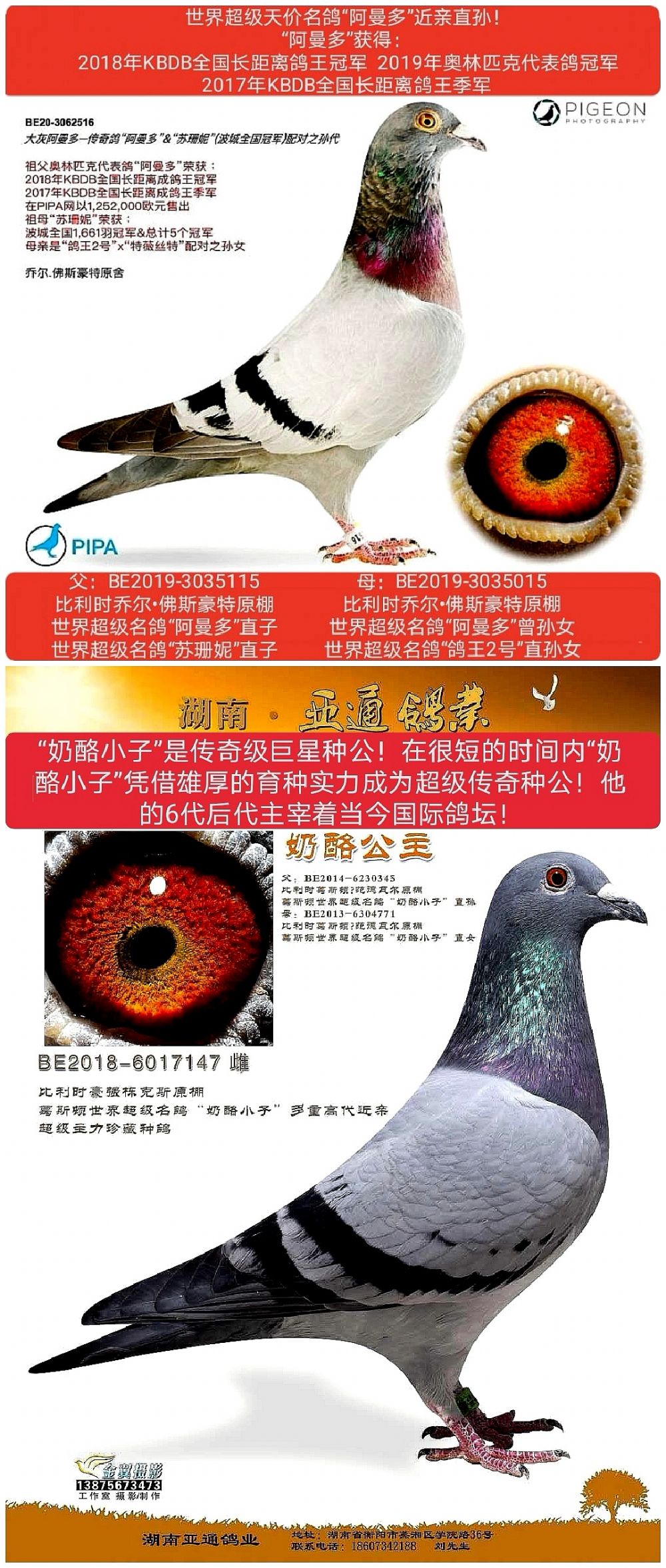 当前位置>在线拍鸽首页>拍鸽专题>查看商品2020年辽宁福兴阳光赛鸽
