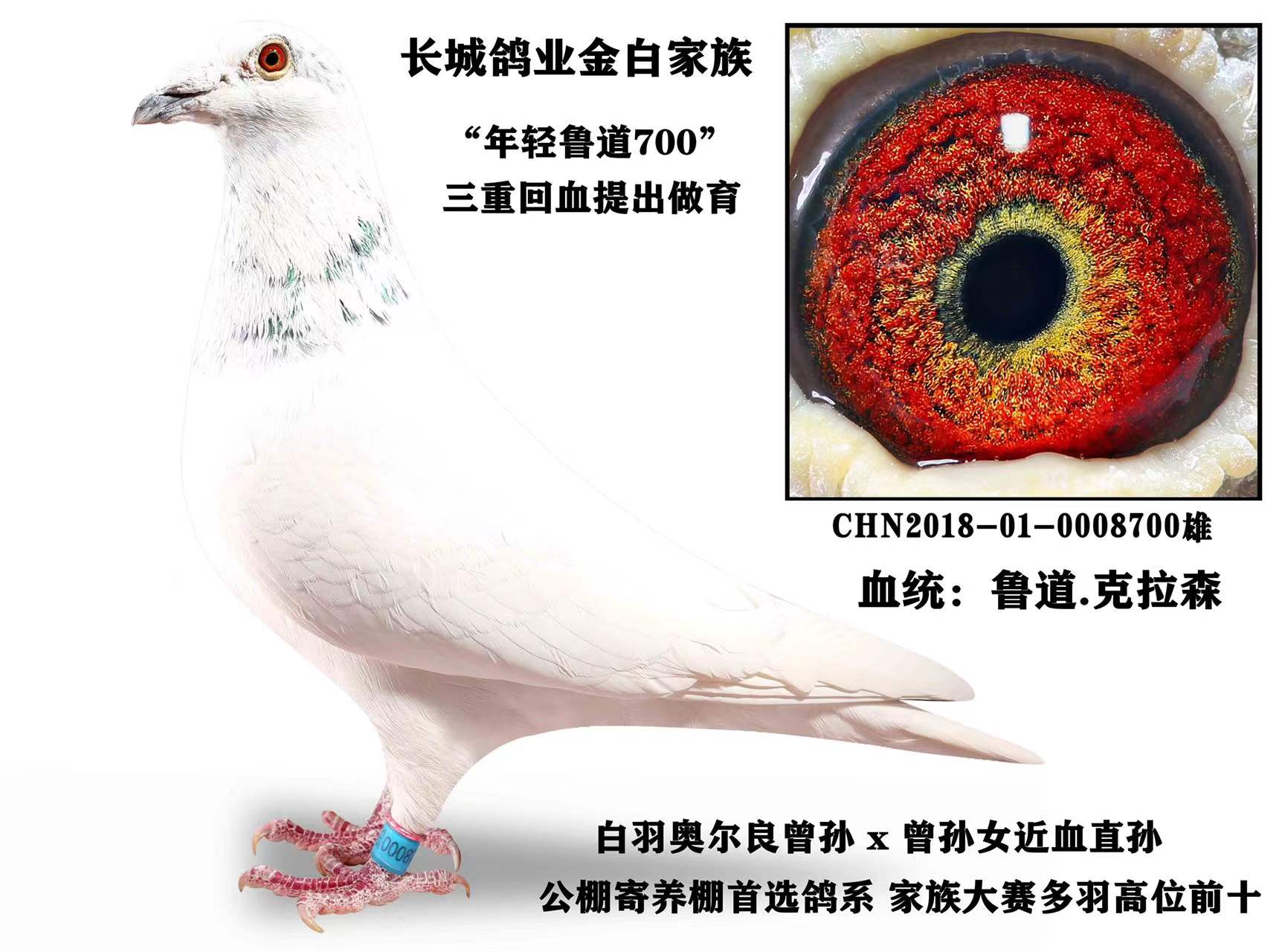 信鸽在线拍卖平台 - 中国信鸽信息网