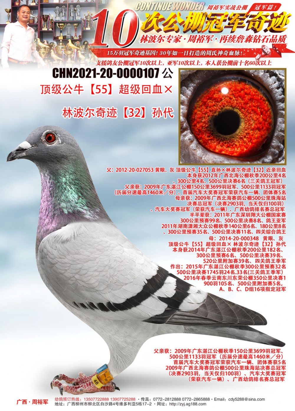 信鸽在线拍卖平台 - 中国信鸽信息网