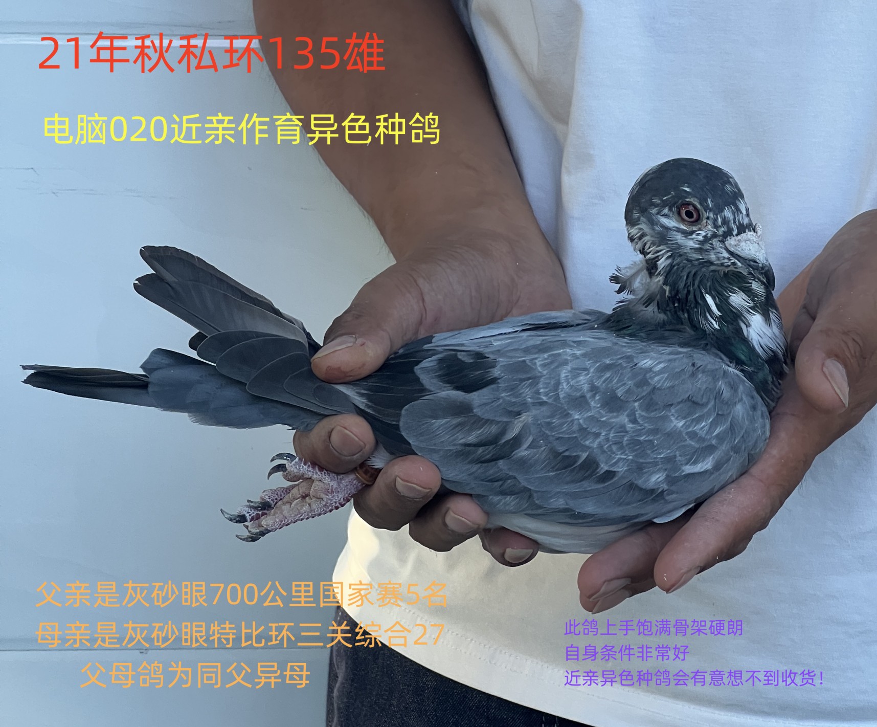 信鸽在线拍卖平台 中国信鸽信息网