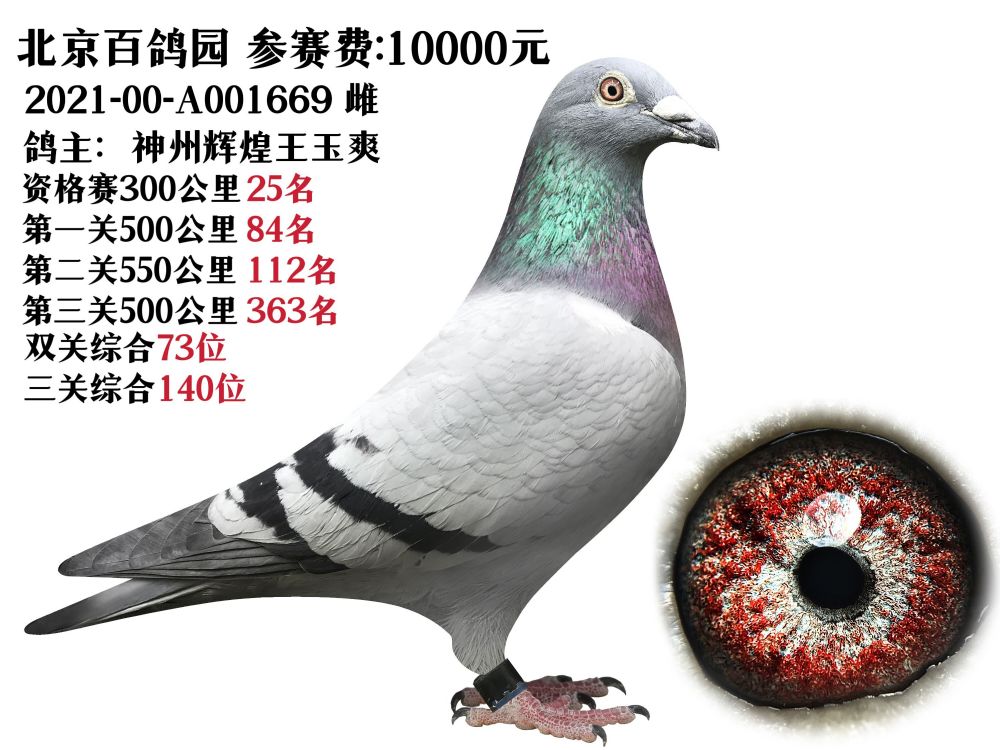 神州辉煌-王玉爽 选送北京百鸽园参赛鸽双关综合73位