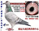 千公里12名双关鸽王41名五关鸽王44名