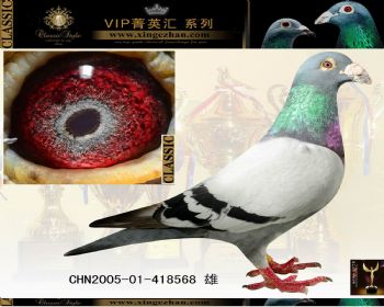 鸽子鸽天气动物图示鸟教学350_280青蛙怎么报鸟类图片