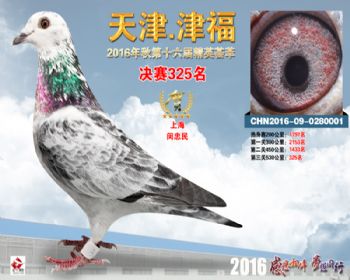 天津津福决赛325名