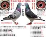 秃头199*强速189