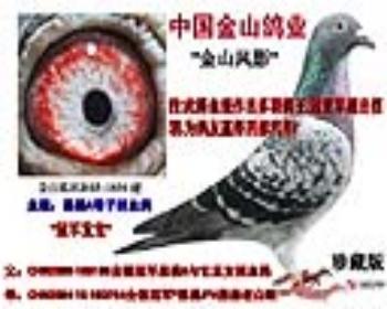 448233 全德冠军"黑桃a"高代鸽 展厅:中国金山鸽业  ￥ 3000元  ￥