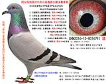 八关王*奇迹32*秃头199*强速189