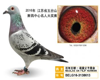 6百年王朝诺曼父子原舍,BELG163138613