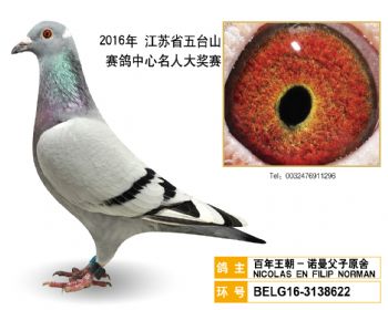 8百年王朝诺曼父子原舍,BELG163138622