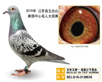 11百年王朝诺曼父子原舍,BELG163138638