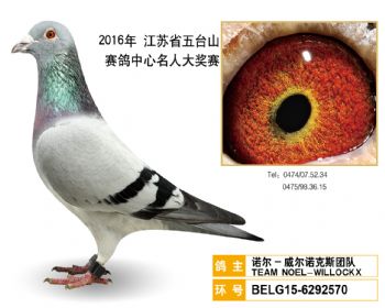 16诺尔威尔诺克斯团队,BELG156292570