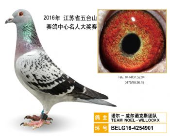 17诺尔威尔诺克斯团队,BELG164254901