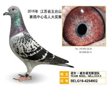 18诺尔威尔诺克斯团队,BELG164254902