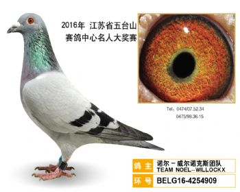 20诺尔威尔诺克斯团队,BELG164254909
