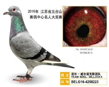 22诺尔威尔诺克斯团队,BELG164258223