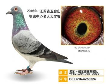 23诺尔威尔诺克斯团队,BELG164258224