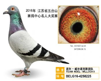24诺尔威尔诺克斯团队,BELG164258225