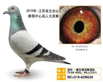 25诺尔威尔诺克斯团队,BELG164258226