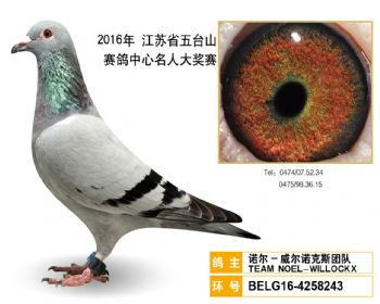 27诺尔威尔诺克斯团队,BELG164258243