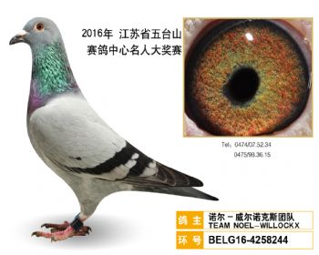 28诺尔威尔诺克斯团队,BELG164258244
