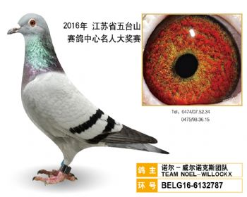 30诺尔威尔诺克斯团队,BELG166132787