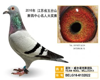 31诺尔威尔诺克斯团队,BELG166132822