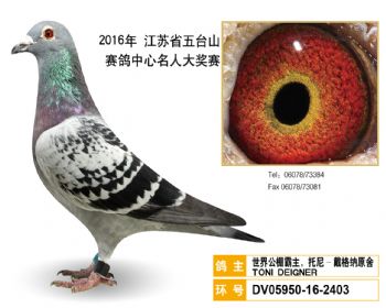 36世界公棚霸主,托尼戴格纳原舍,DV05950162403