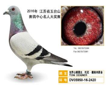 40世界公棚霸主,托尼戴格纳原舍,DV05950162420