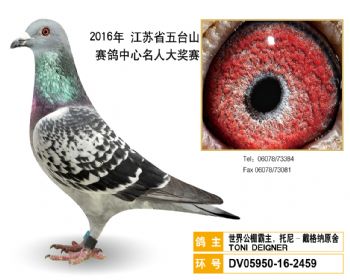 53世界公棚霸主,托尼戴格纳原舍,DV05950162459